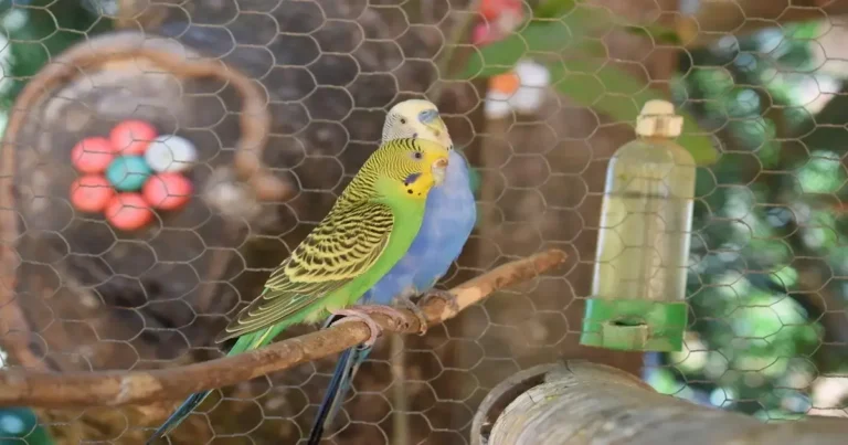 Two budgies sharing a natural wood perch inside an enclosure, highlighting proper parakeet care guide for beginners.