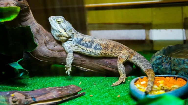 A bearded dragon resting on a branch, as featured in our complete Bearded Dragon Care Guide.