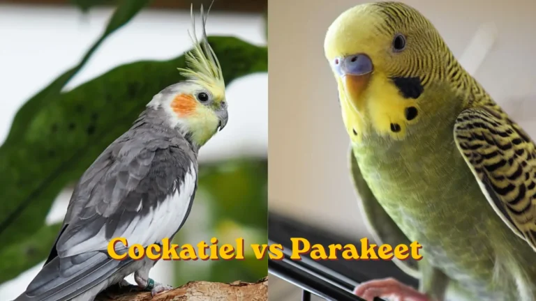 A side-by-side visual comparison of a cockatiel vs parakeet, featuring a grey and yellow cockatiel with an orange cheek patch on the left, and a green and yellow parakeet with black wing markings on the right.