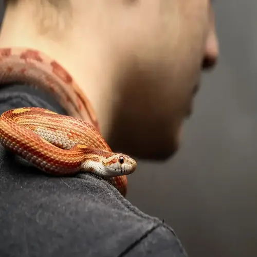 Close-up of an orange corn snake resting on a person's shoulder during a handling session.