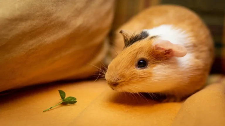 Guinea Pig Care