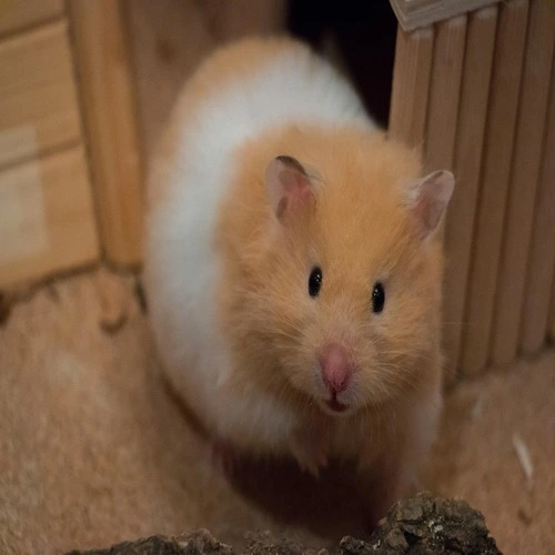 A tan and white Syrian hamster looking forward from inside a wooden habitat with natural bedding in our Syrian Hamster Care Guide.