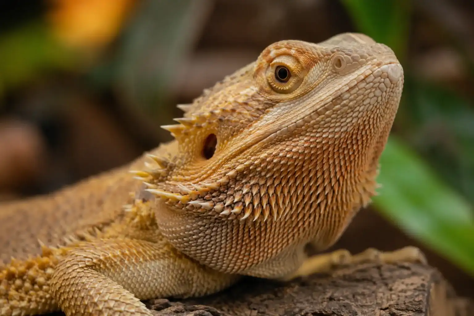 Bearded Dragon Feeding Chart by Age showing a healthy adult bearded dragon in a close-up portrait