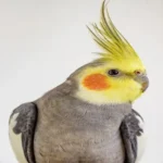 Close-up profile of a grey and yellow cockatiel with an orange cheek patch, highlighting one of the best quiet birds for apartment living.
