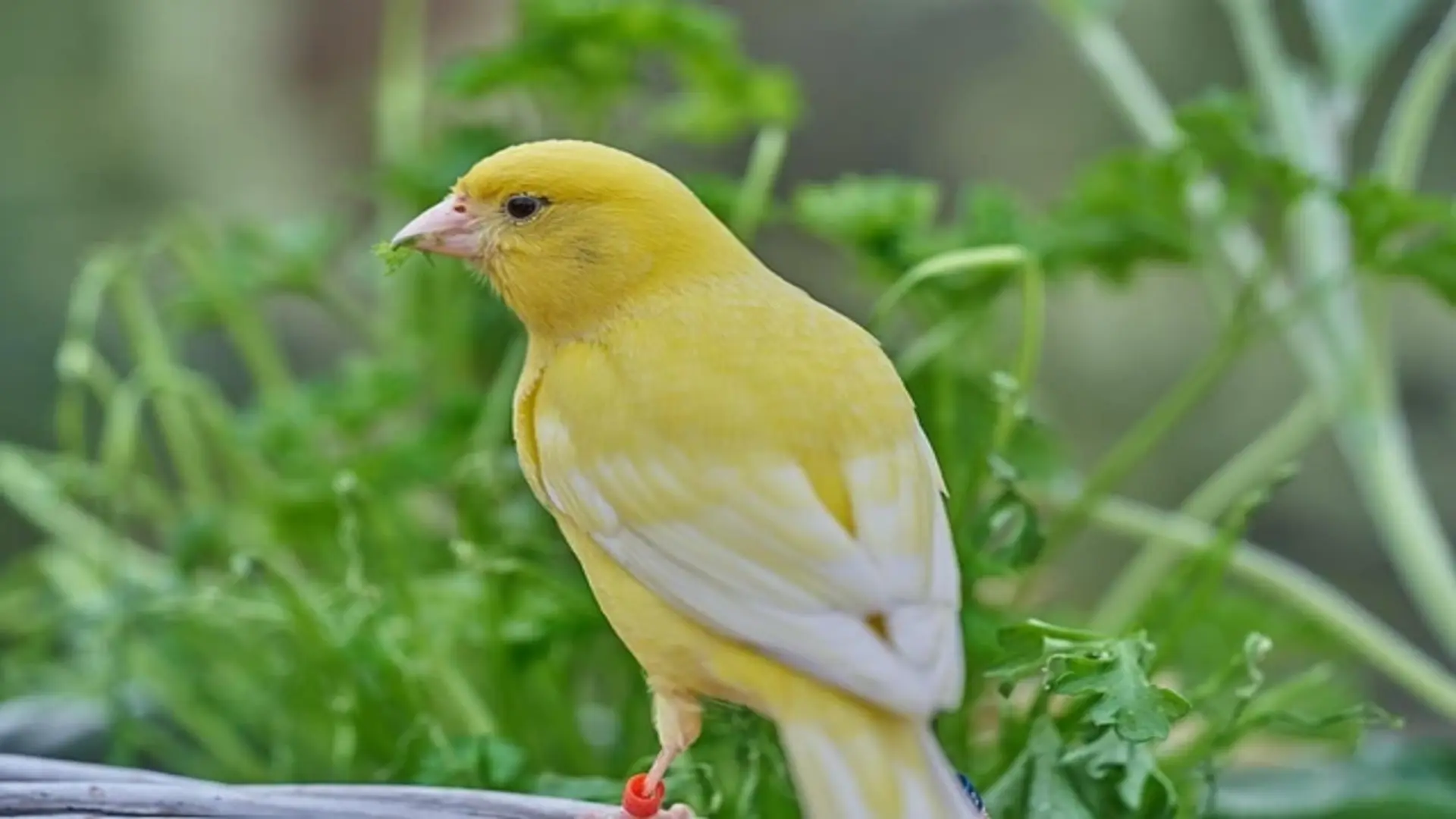 Bright yellow canary with a red leg band eating fresh leafy greens, illustrating proper nutrition for a canary care guide.