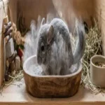 Gray chinchilla taking a dust bath in a wooden bowl inside its enclosure, featured in a beginner chinchilla care guide on grooming and coat maintenance.