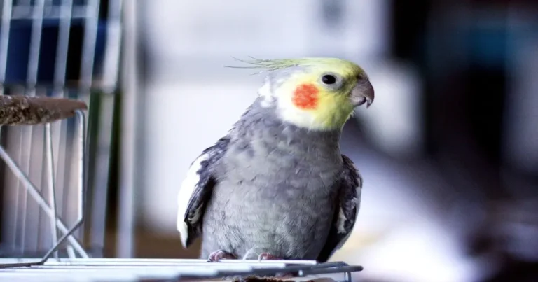 Cockatiel Care Guide