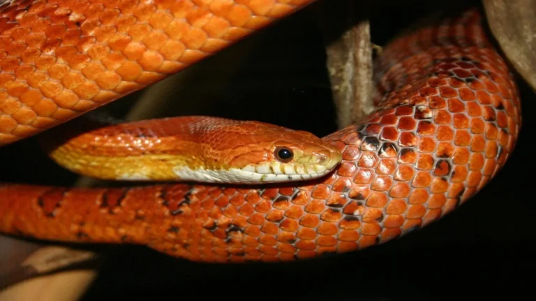 Close-up of a healthy orange corn snake coiled around a wooden branch inside a reptile enclosure, used in our corn snake care guide.