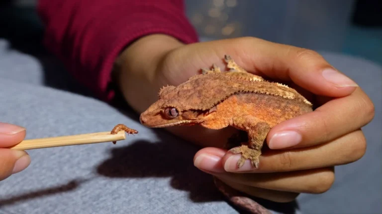 A close-up of a person holding an orange crested lizard in one hand while offering it a mealworm on a wooden stick, demonstrating a hands-on approach to crested gecko care guide.
