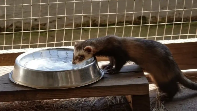 Essential ferret care guide setup showing a pet ferret drinking naturally from a wide, heavy stainless steel bowl.