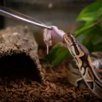 A detailed view showing how to feed a ball python, featuring the snake successfully striking a small pinky mouse held by stainless steel feeding tongs inside its terrarium.