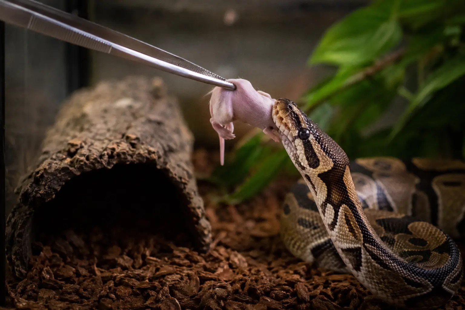 A detailed view showing how to feed a ball python, featuring the snake successfully striking a small pinky mouse held by stainless steel feeding tongs inside its terrarium.