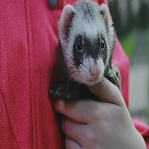Close-up of a domestic sable ferret with a dark face mask and pink nose, being held gently and safely by a person wearing a bright red jacket.
