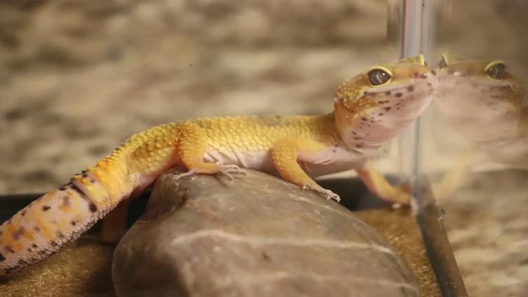 Leopard gecko care guide