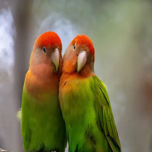 Two Peach-Faced Lovebirds perched side by side for our Lovebird Care Guide.