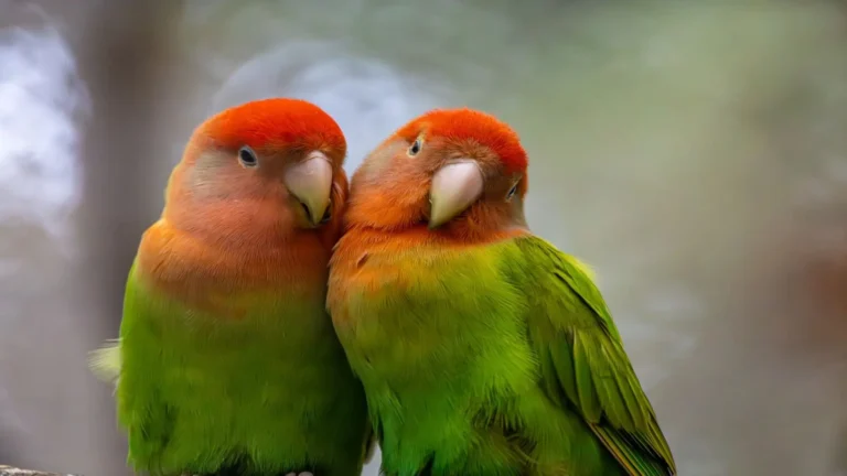 Two Peach-Faced Lovebirds perched side by side for our Lovebird Care Guide.