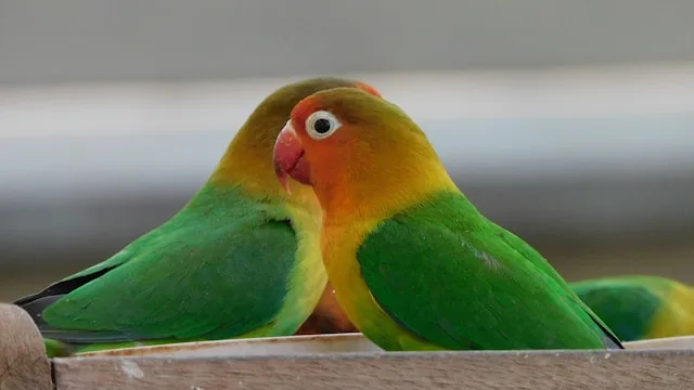Two Fischer's lovebirds perched on a wooden feeding tray illustrating proper nutrition for a complete lovebird diet guide.