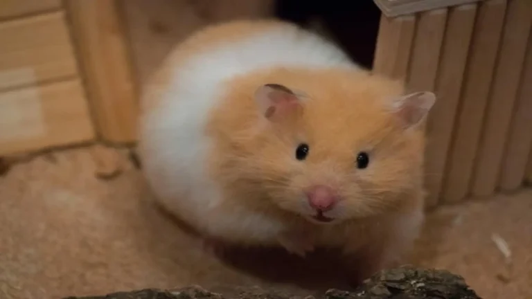 A tan and white Syrian hamster looking forward from inside a wooden habitat with natural bedding in our Syrian Hamster Care Guide.