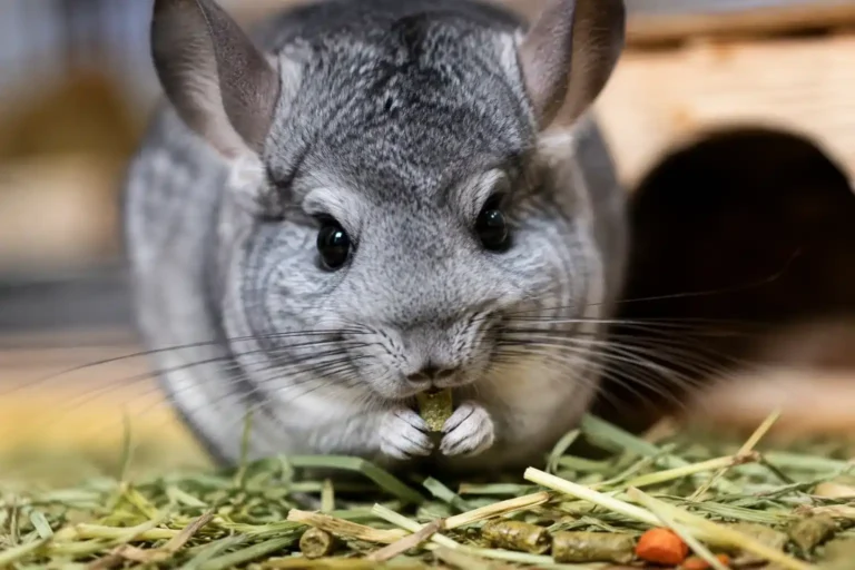 A grey chinchilla demonstrating what do chinchillas eat by holding a plain green pellet in its front paws while sitting on a bed of dry grass hay.