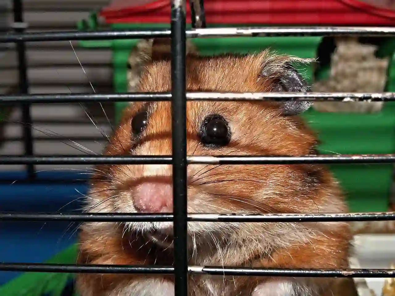 A brown Syrian hamster looks through the metal bars of a small wire cage, demonstrating the need to meet the minimum cage size for hamsters.